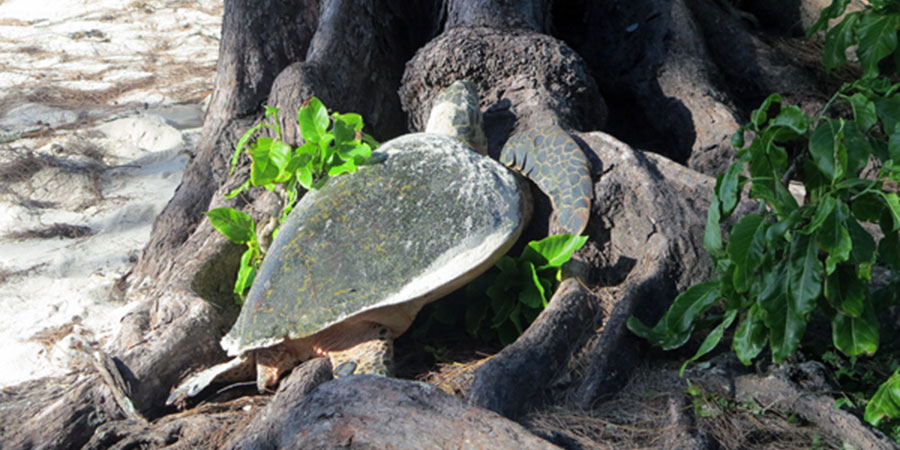 Not_here_turtle