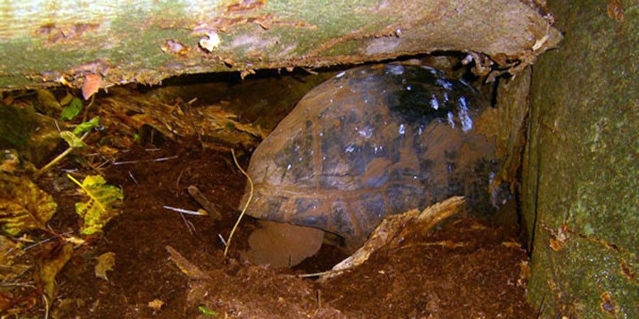 tortoise-digging-nest-landrin