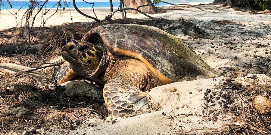 cousin-island-is-an-important-nesting-site-for-Hawksbill