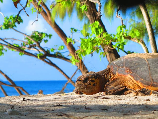 Hawksbill
