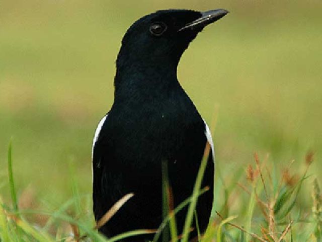0
