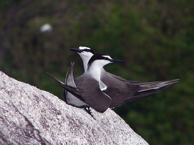Bridled-Tern