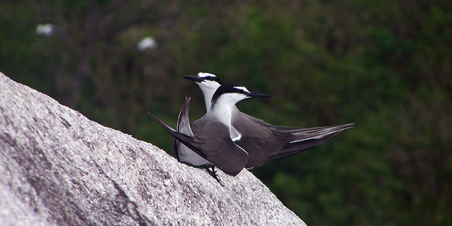Bridled-Tern