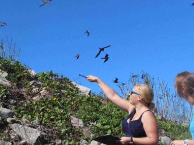 Counting-Brown-Noddy-Nests