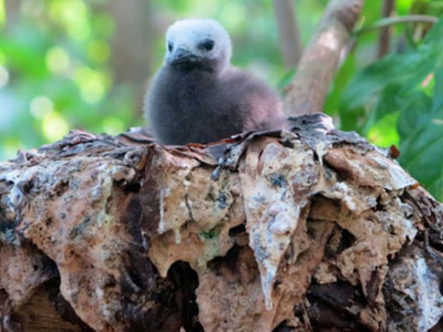 Lesser-Noddy-Chick