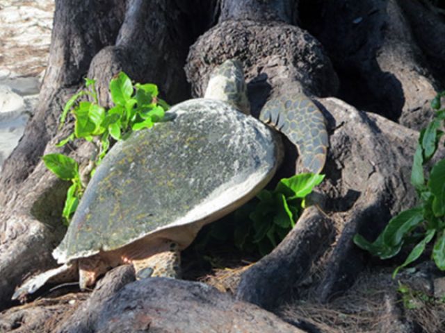 Not_here_turtle