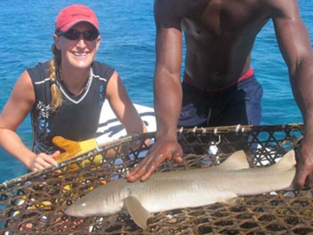 shark