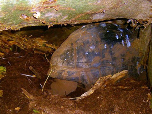 tortoise-digging-nest-landrin