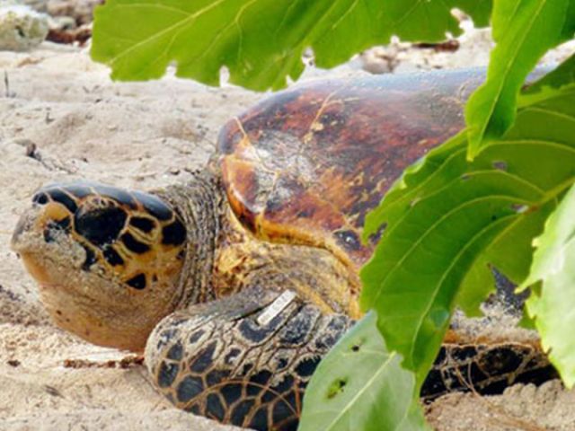 turt-emerge