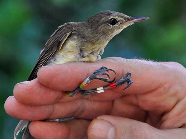 warbler-translocation
