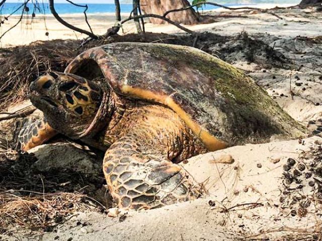 cousin-island-is-an-important-nesting-site-for-Hawksbill