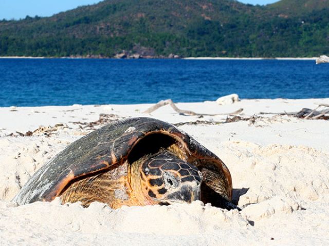 turtle_season_alec-Taylor