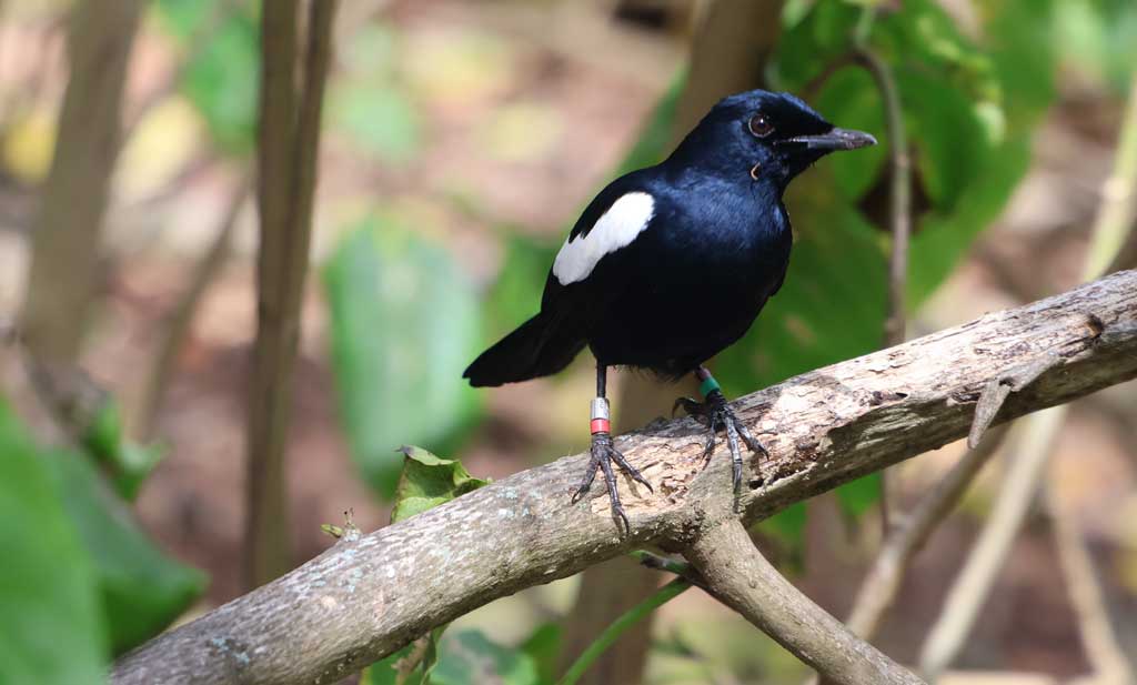He-engaged-in-a-variety-of-conservation-activities-including-monitoring-the-Seychelles-magpie-robin