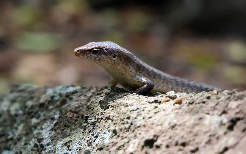 The-wardens-nicknamed-him-“Tenge,”-shortened-from-Teng-Teng,-the-name-for-the-Wright's-skink