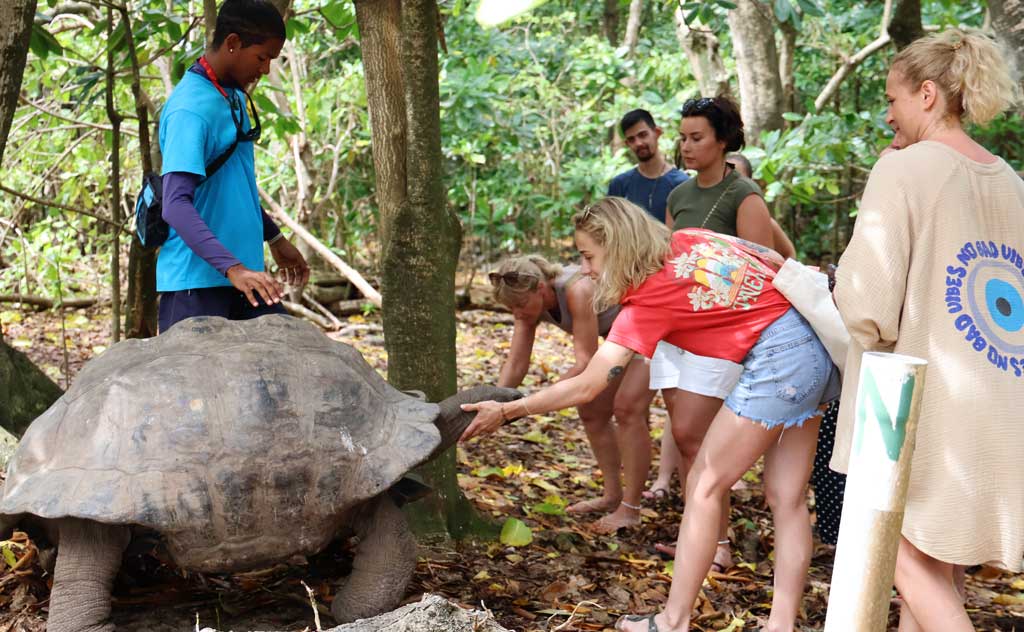 tortoise-vs-turtle-vs-terrapin