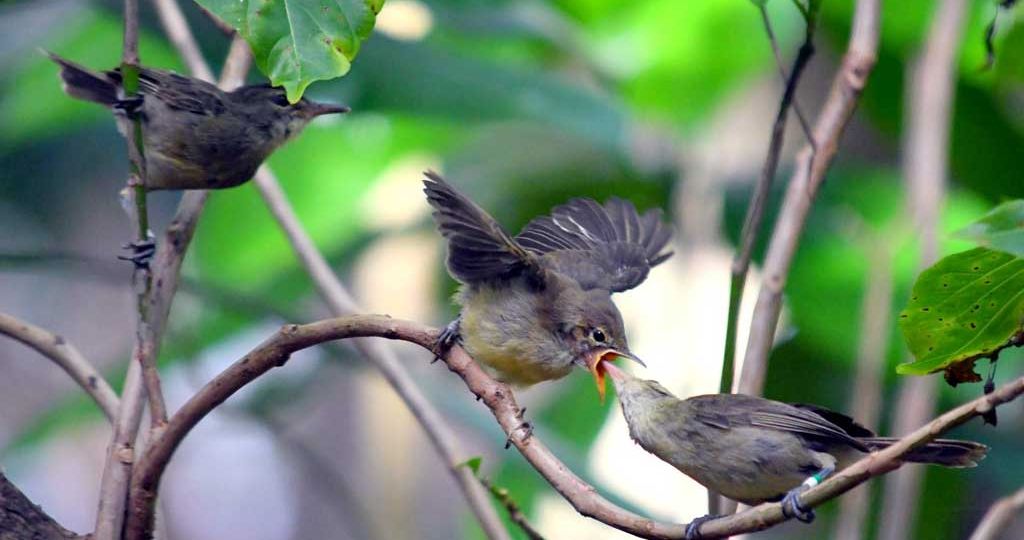 4-SeychellesWarbler3_CharlieDavies
