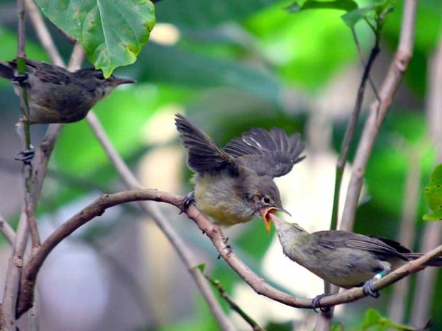 4-SeychellesWarbler3_CharlieDavies