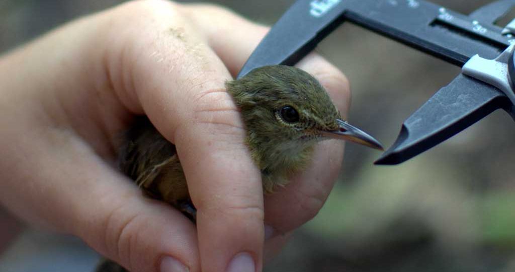 The-Seychelles-warbler-Nature-Seychelles---Arne-van-Eerden)