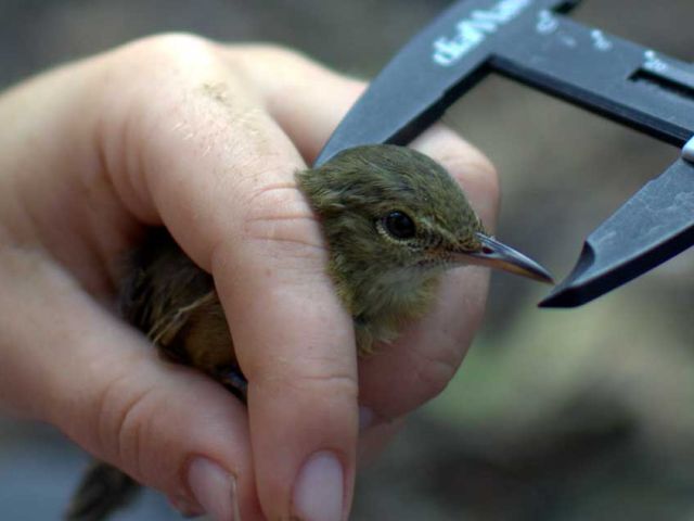 The-Seychelles-warbler-Nature-Seychelles---Arne-van-Eerden)