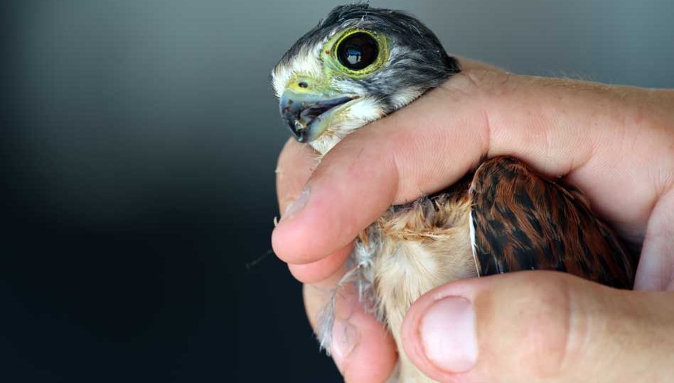 kestrel-rescue-