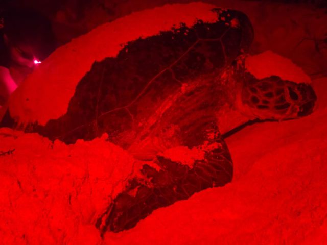 green-turtle-returns